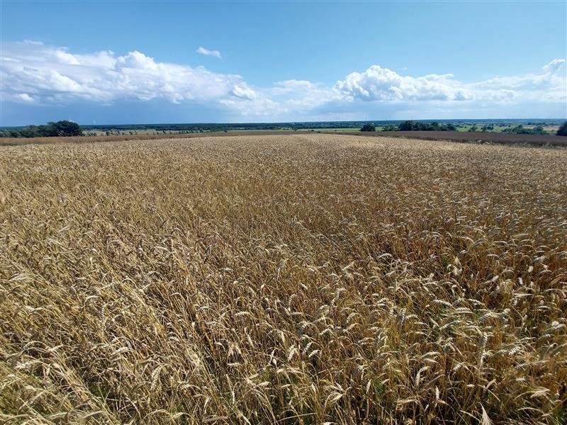 Działka inna na sprzedaż Kopnica, Kopnica  3 000m2 Foto 10