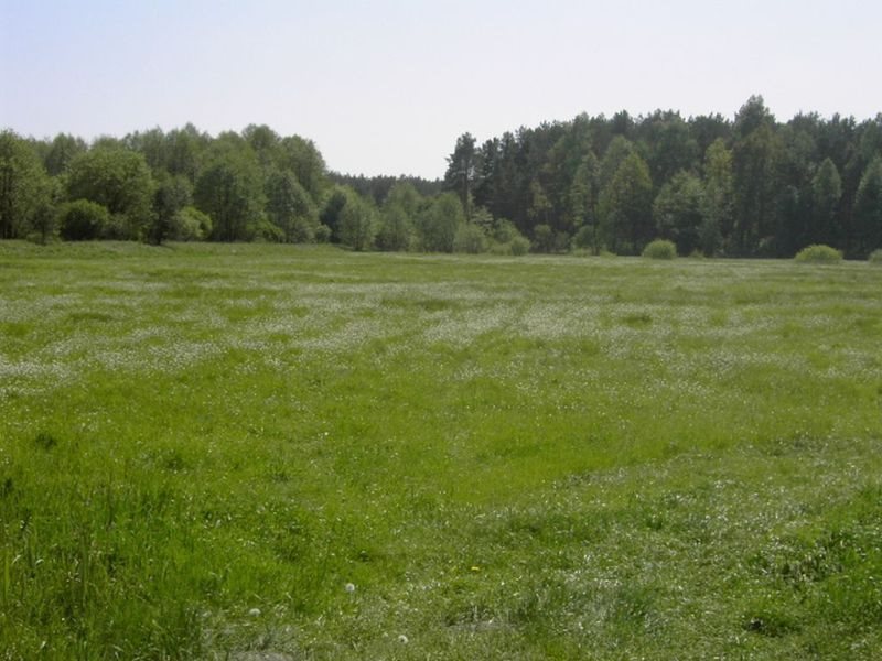 Działka rolna na sprzedaż Zbąszyń, Przychodzko  15 900m2 Foto 1