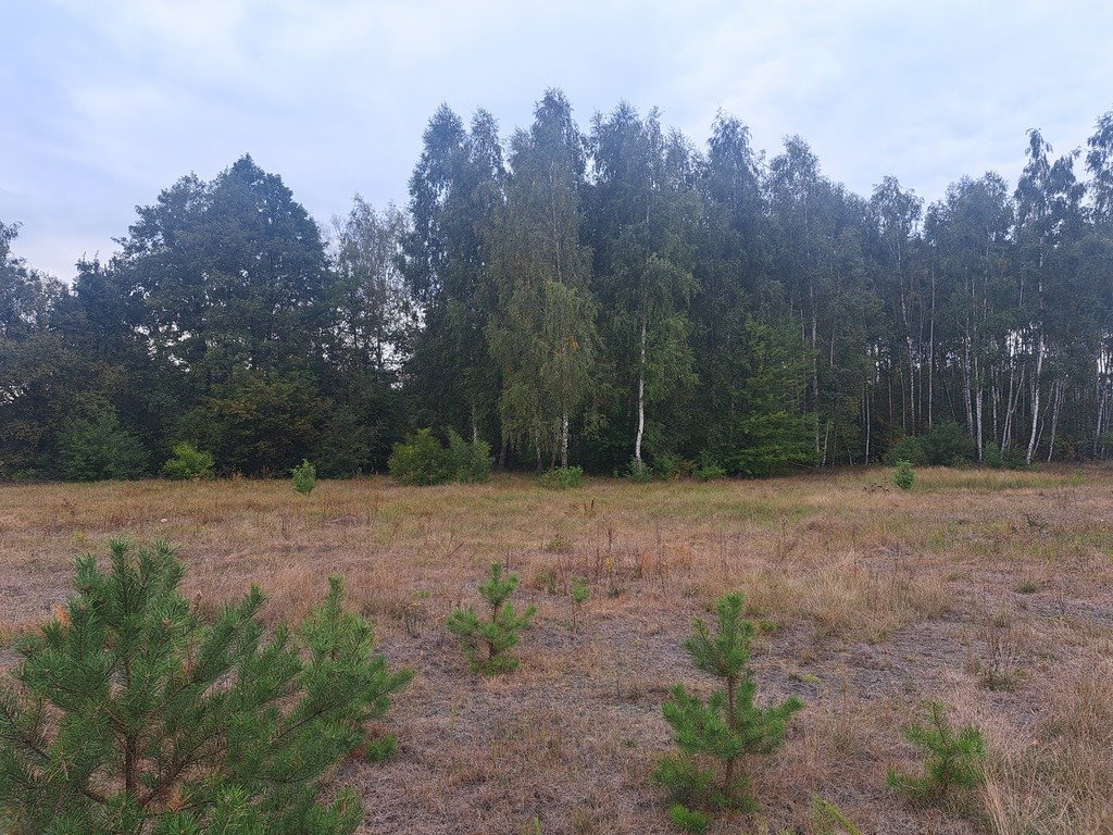 Działka rolna na sprzedaż Olszewka  3 000m2 Foto 16