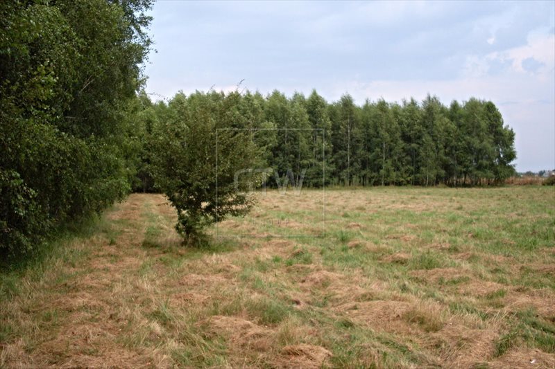 Działka rolna na sprzedaż Częstoniew-Kolonia  3 000m2 Foto 3