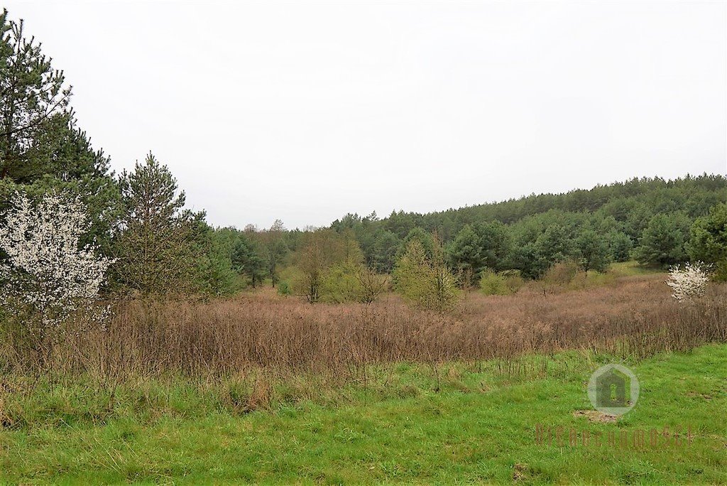 Sprzedam działkę 23 ha z lasem i energią w Nowym Kurowie Nowe Kurowo  23 100m2 Foto 1