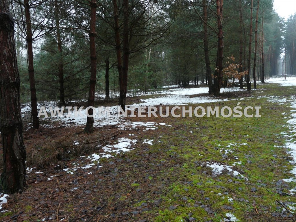 Działka leśna na sprzedaż Skierniewice, Borowiny  9 813m2 Foto 12
