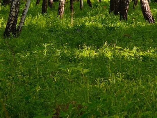 Działka gospodarstwo rolne na sprzedaż Folwarki Tylwickie  9 000m2 Foto 2