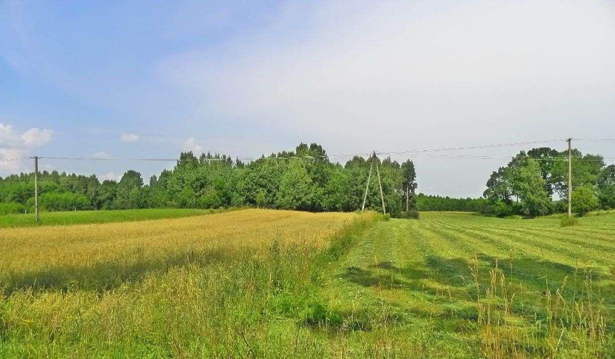 Działka rolna na sprzedaż Przerośl  16 000m2 Foto 4