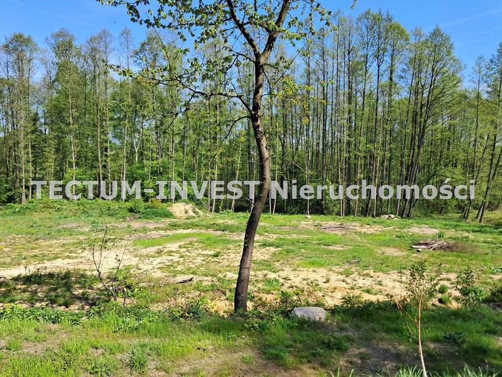 Działka z lasem w Mszanie, 4754 m², media, pierwsza linia Mszana  4 754m2 Foto 1