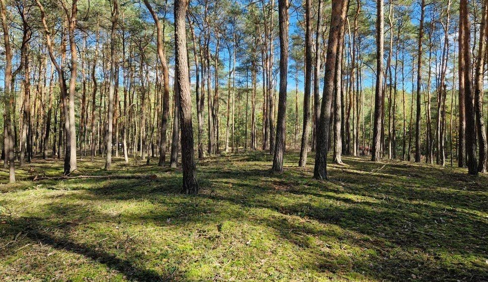 Działka leśna na sprzedaż Myszakówek  32 300m2 Foto 2