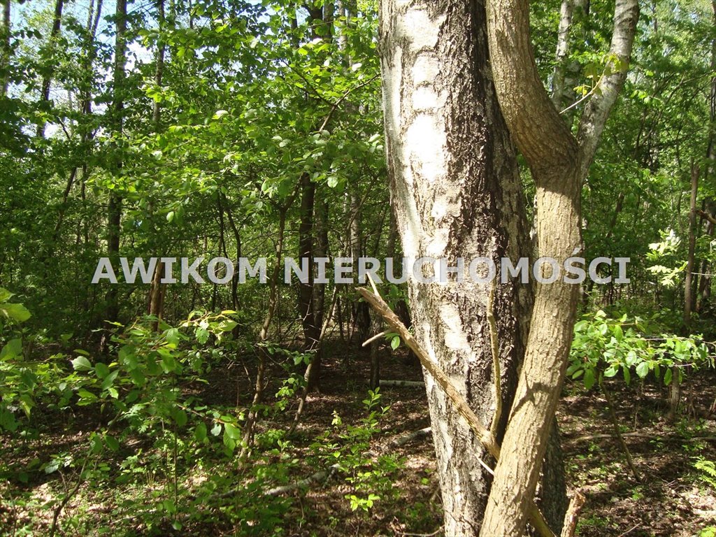 Działka leśna na sprzedaż Piotrkowice  13 500m2 Foto 5