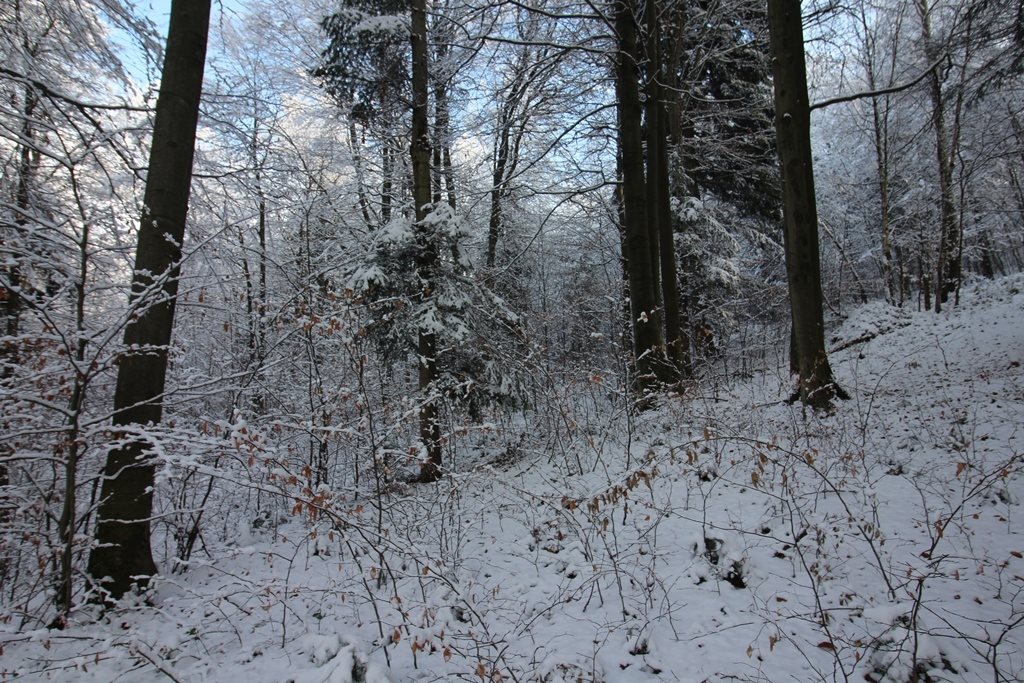 Działka leśna na sprzedaż Huta Gogołowska  47 400m2 Foto 10