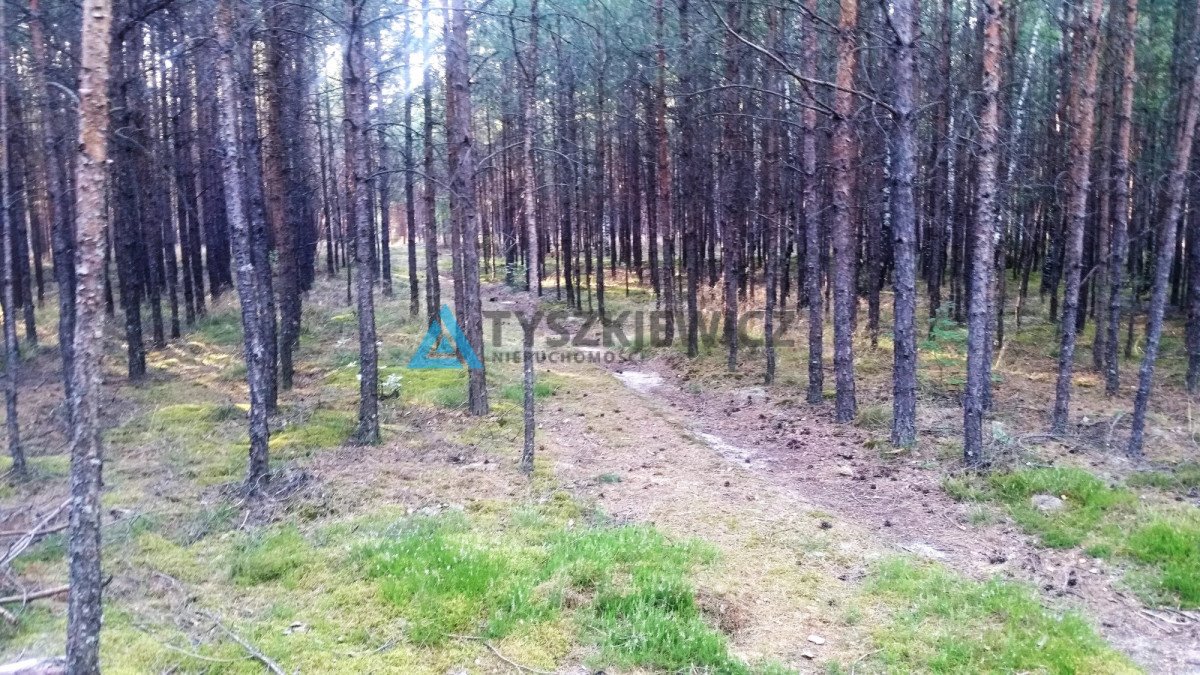 Działka leśna na sprzedaż Wda  47 500m2 Foto 4