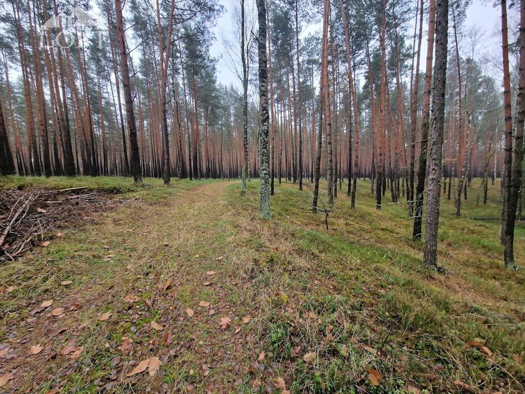 Działka leśna na sprzedaż Potępa  67 800m2 Foto 4