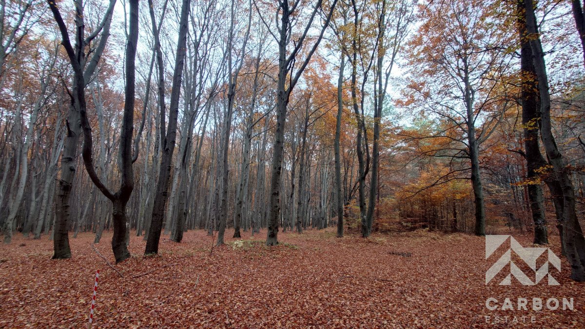 Działka leśna na sprzedaż Dąbrowa Górnicza, Ujejsce  7 920m2 Foto 3