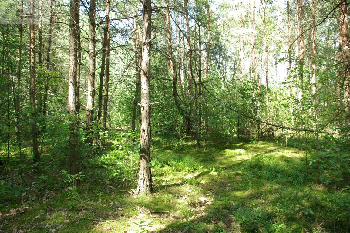 Działka leśna na sprzedaż Kąty-Miąski  3 000m2 Foto 2