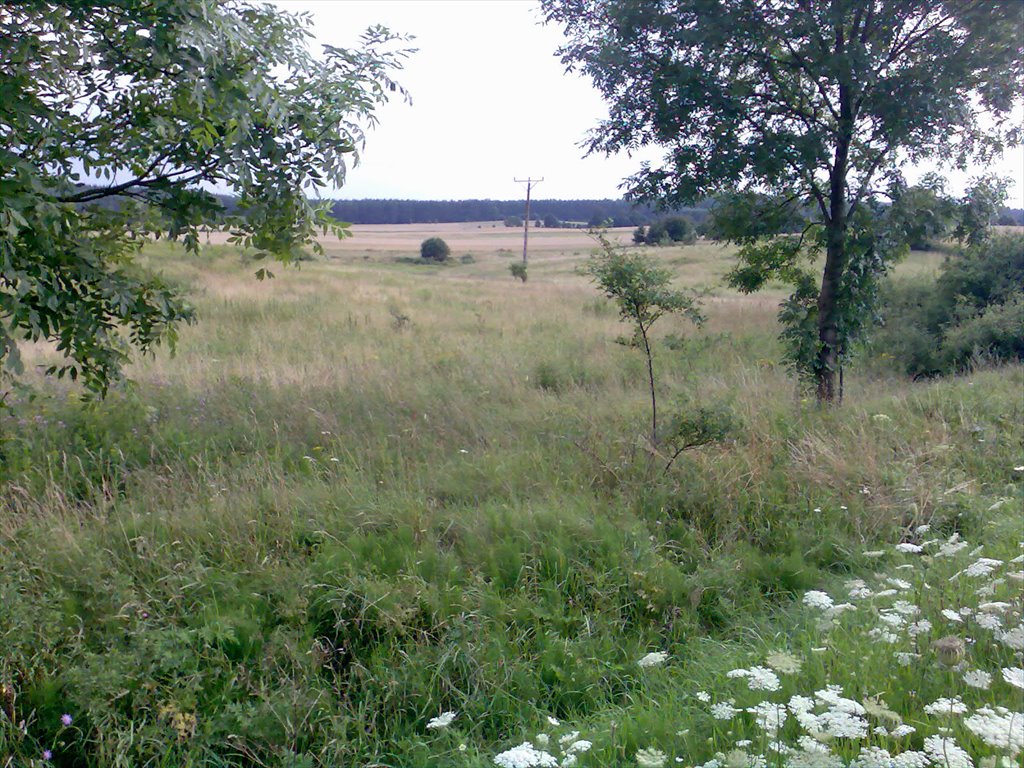 Działka rolna na sprzedaż Pękanino  19 500m2 Foto 3