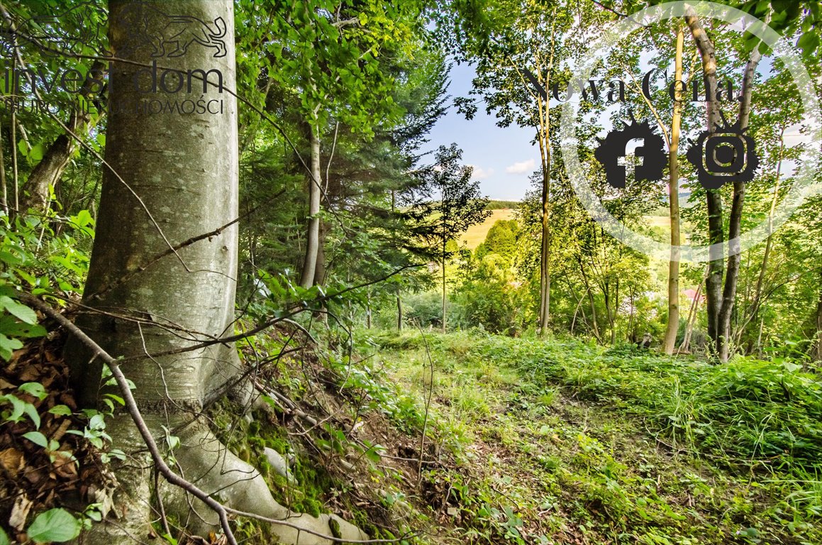 Przytulny las 6 000 m² w Beskidzie Niskim, dostęp z drogi Kunkowa  6 000m2 Foto 1