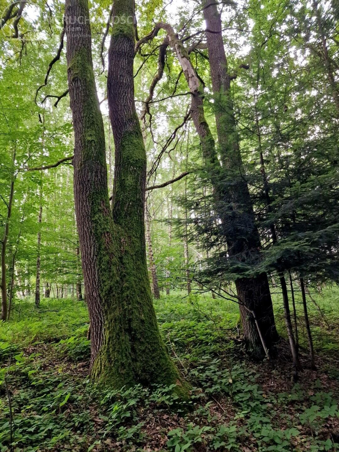 Działka leśna na sprzedaż Sitnica  17 701m2 Foto 6