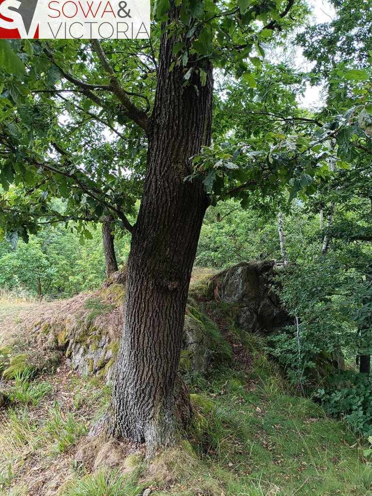 Działka inna na sprzedaż Olszyniec  4 900m2 Foto 11