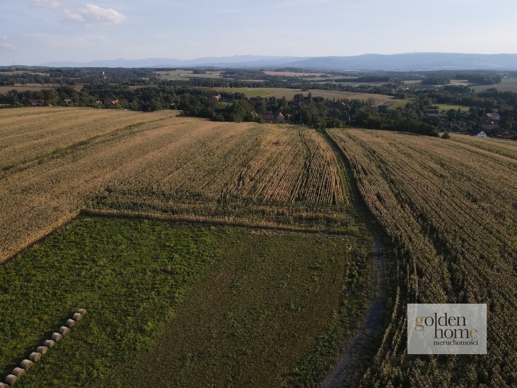 Działka budowlana na sprzedaż Gryfów Śląski, Krzewie Wielkie  1 336m2 Foto 3