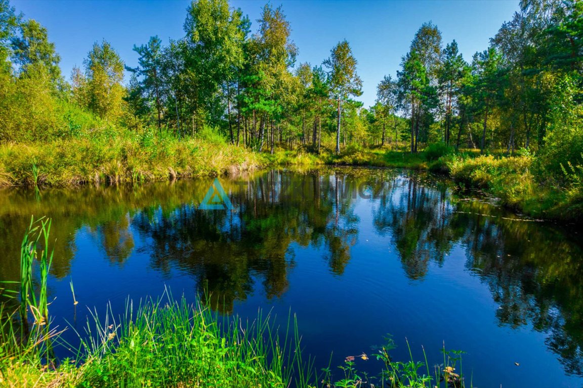 Działka leśna na sprzedaż Staniszewo  7 300m2 Foto 2