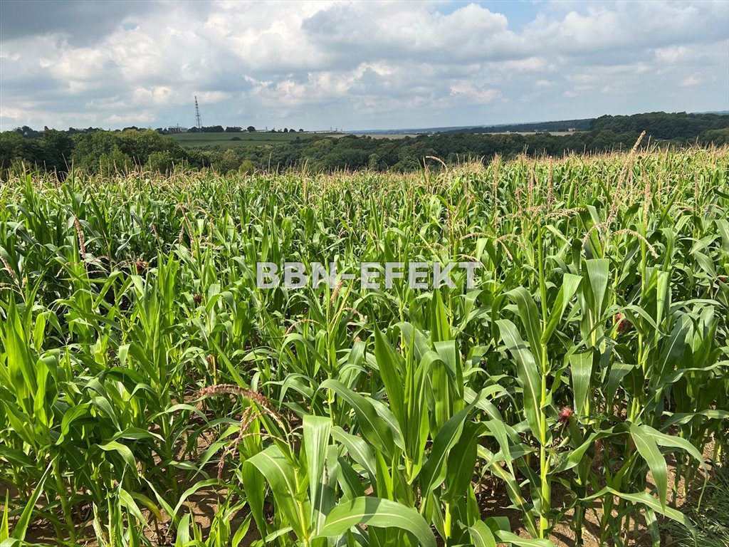 Działka siedliskowa na sprzedaż Wiślica  21 437m2 Foto 4