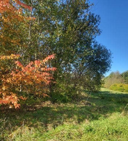 Działka budowlana na sprzedaż Rączna  4 500m2 Foto 2