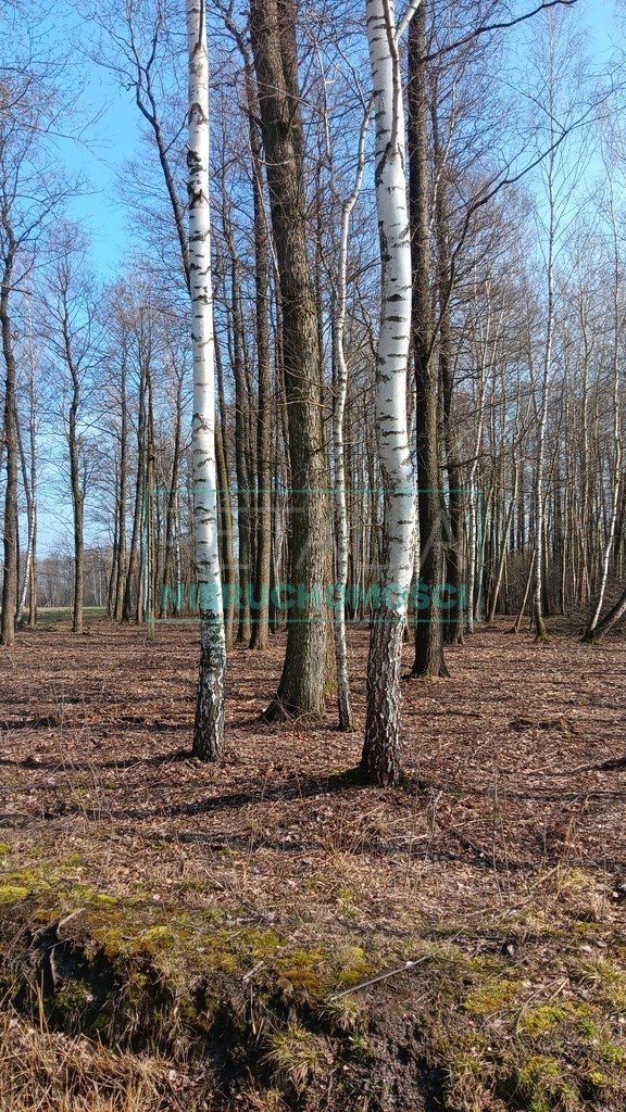 Działka leśna z prawem budowy na sprzedaż Jaktorów  8 700m2 Foto 15