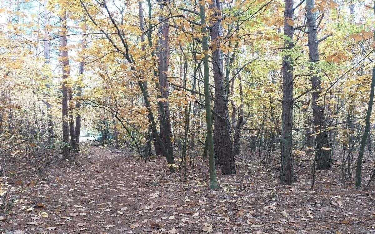 Działka leśna z prawem budowy na sprzedaż Warszawa, Wawer, ul. Kwitnącej Akacji / Izbicka  6 636m2 Foto 3