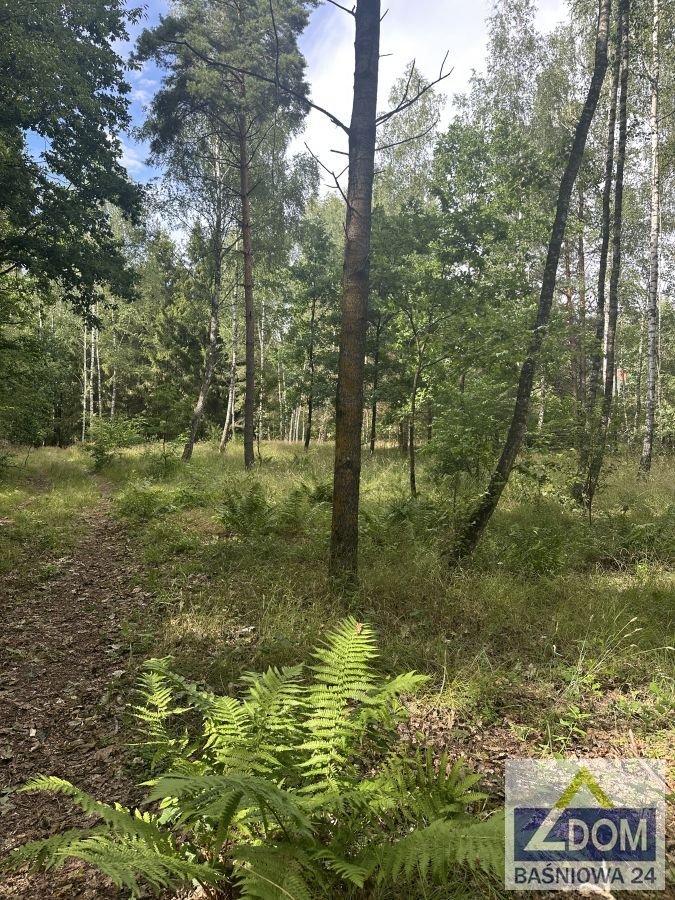Polecam działkę 17 569 m² z lasem i strugą w Orzechowie-Kolonii Orzechów-Kolonia  17 569m2 Foto 1