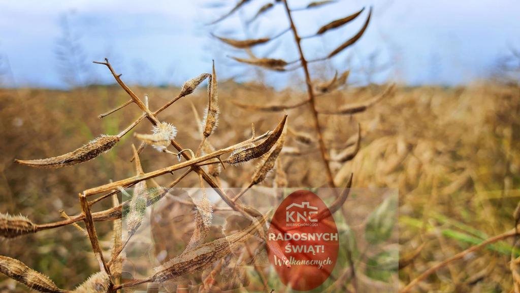 Nałęczów, 67 ar działka usługowa z mediami i dużym potencjałem Nałęczów  6 700m2 Foto 1