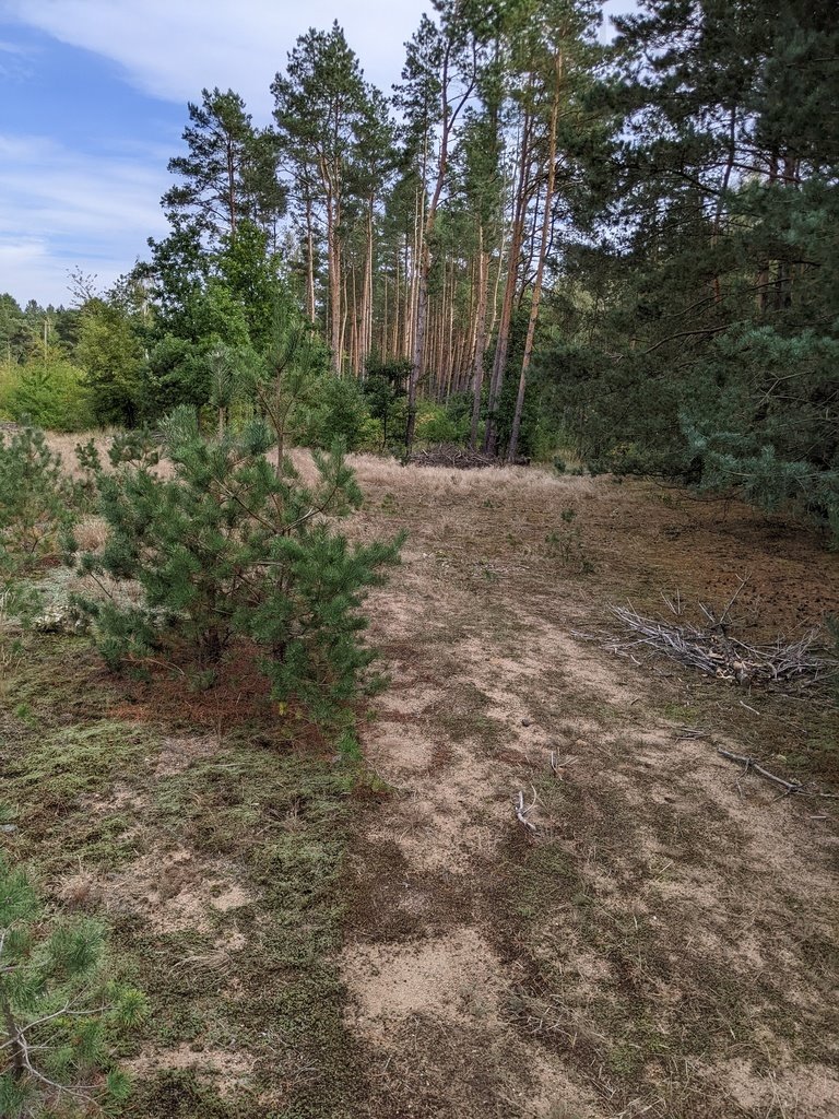 Działka rolna na sprzedaż Chełsty  3 000m2 Foto 8