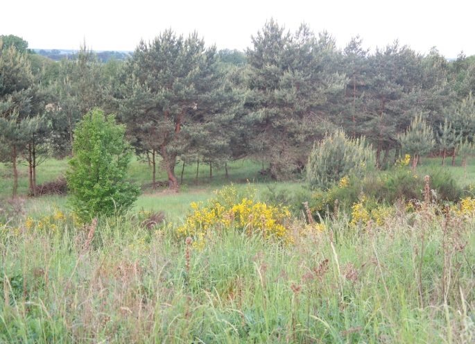 Działka budowlana 1230 m2 z mediami w Górkach Górki  1 230m2 Foto 1