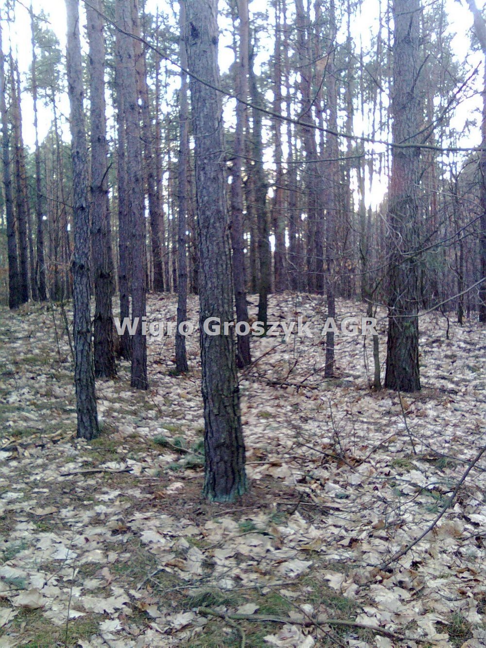 Działka leśna 6400 m² z mediami i dojazdem polnym Czeczotki  6 400m2 Foto 1