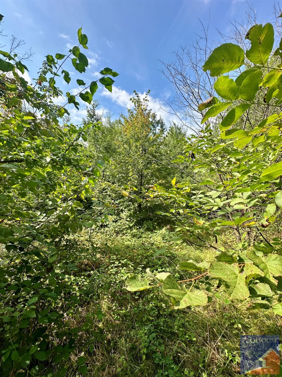 Działka budowlana na sprzedaż Limanowa, Stara Wieś  5 700m2 Foto 12