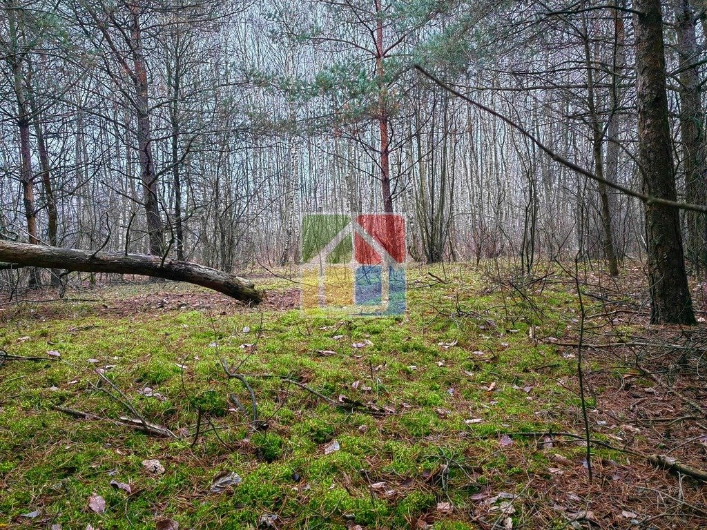 Działka leśna z prawem budowy na sprzedaż Szczawin Kościelny  48 000m2 Foto 8