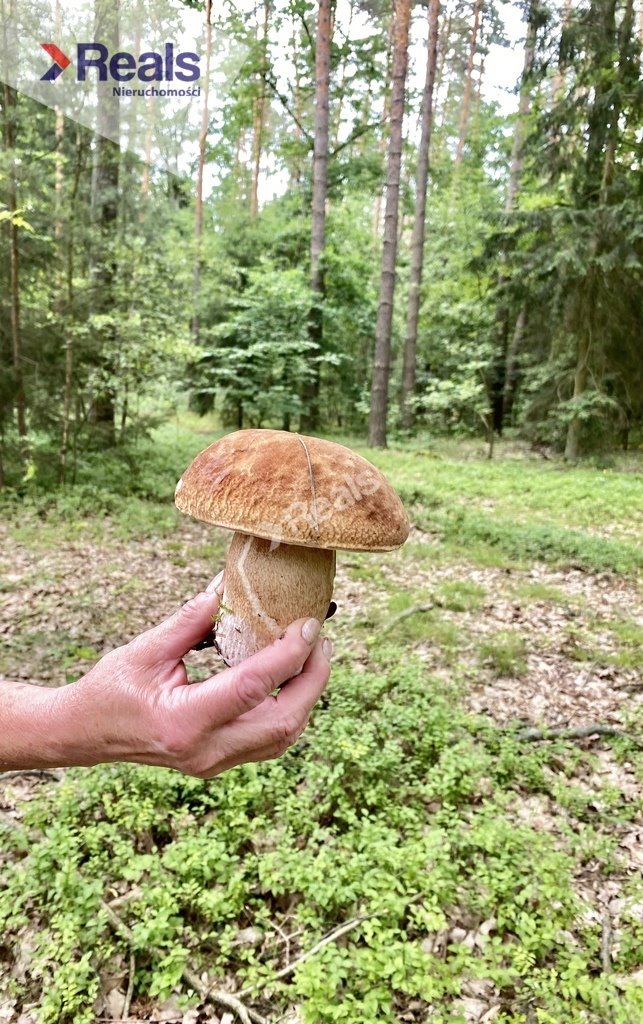 Działka siedliskowa na sprzedaż Złotopolice  3 000m2 Foto 8