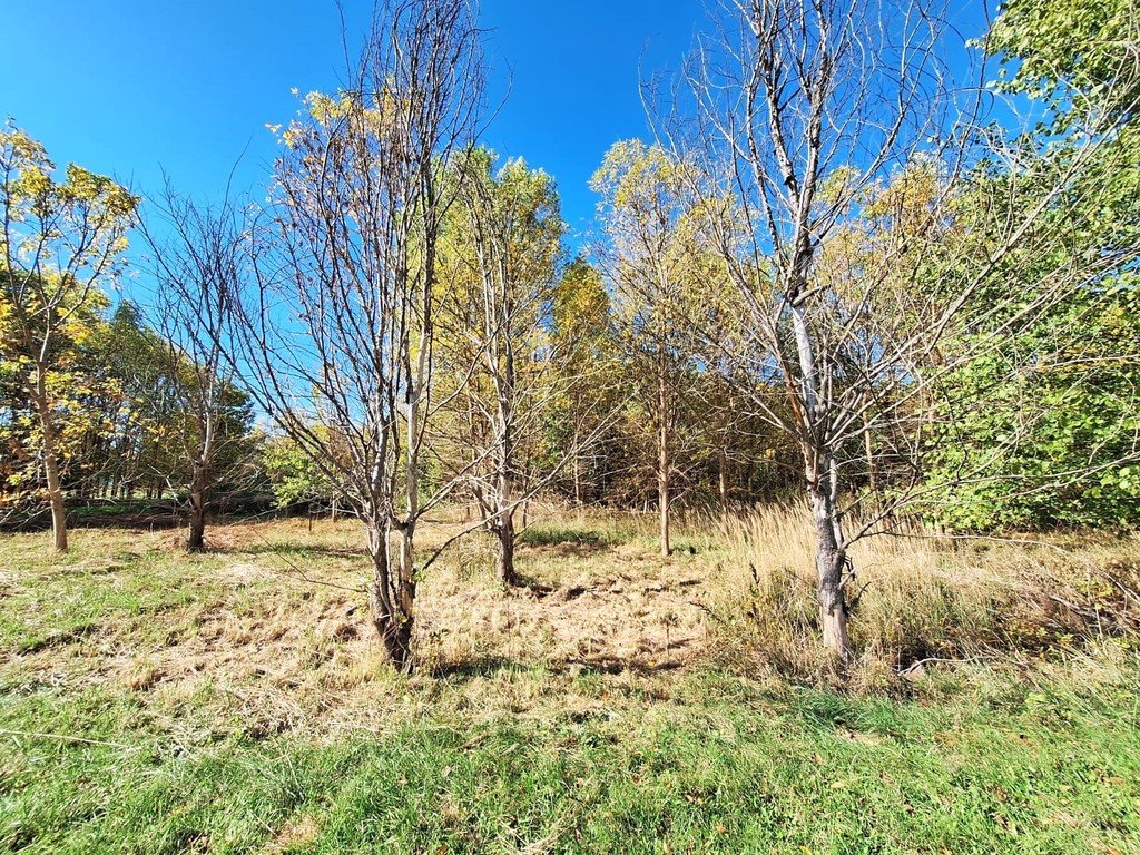 Działka budowlana na sprzedaż Firlej, Działkowa  1 501m2 Foto 5