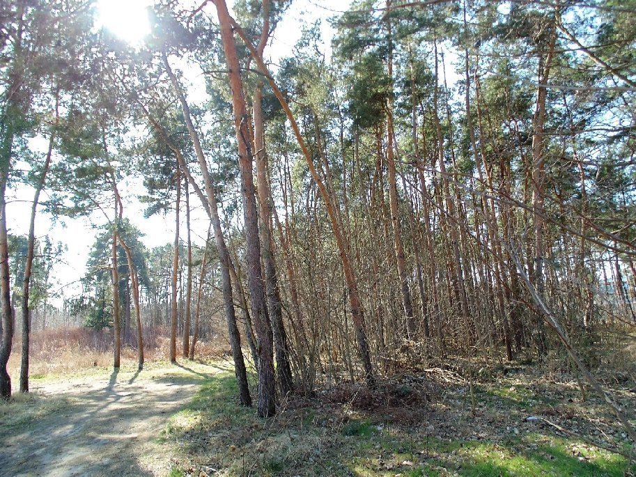 Działka budowlana na sprzedaż Konstancin-Jeziorna, Długa  3 318m2 Foto 3