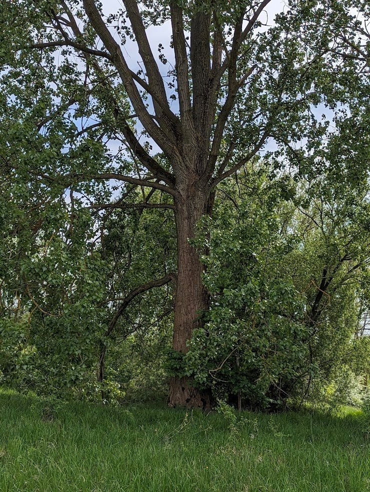 Działka inna na sprzedaż Strońsko  5 500m2 Foto 2