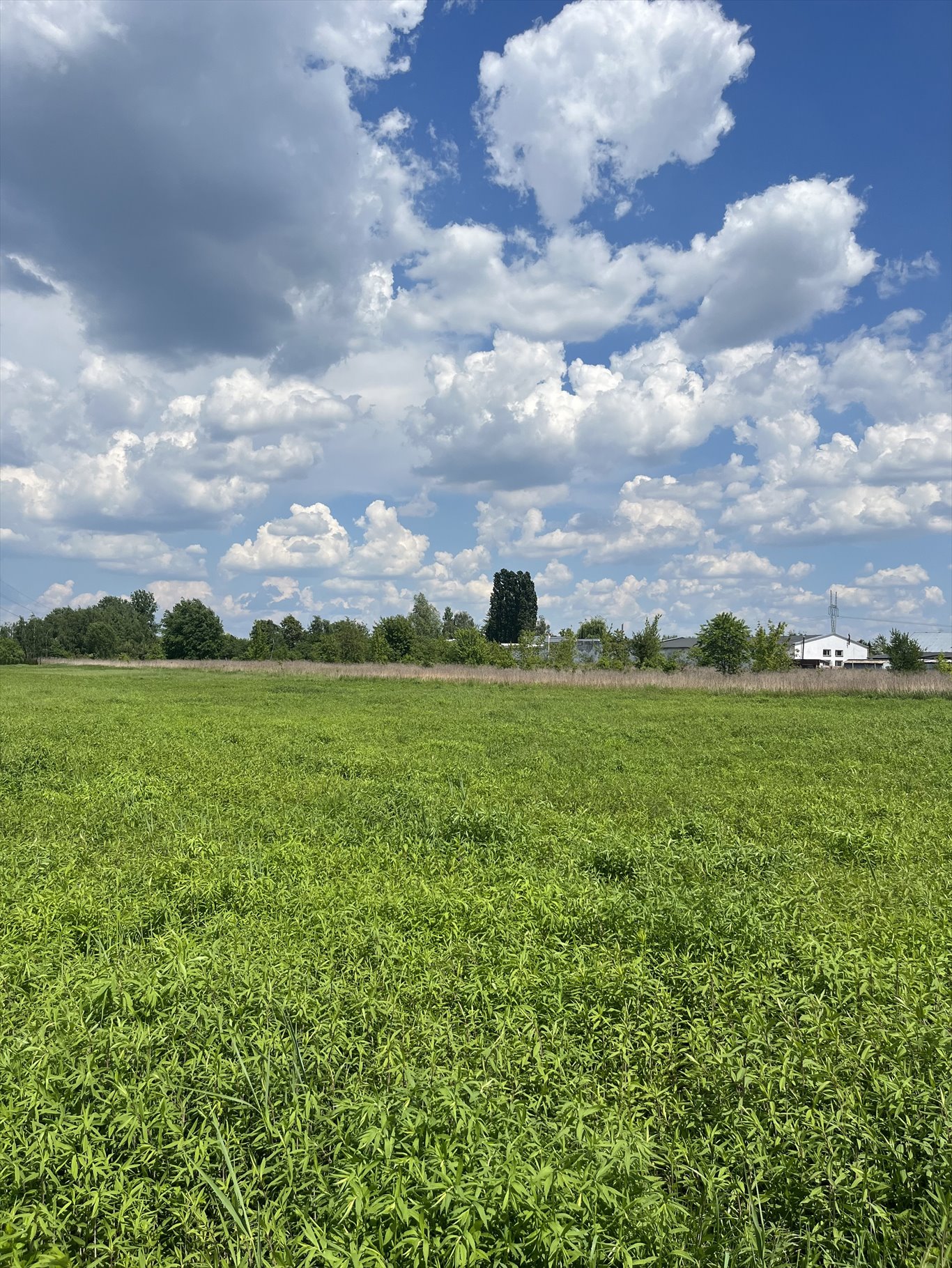 Działka budowlana na sprzedaż Stare Babice, Koczarska  1 600m2 Foto 9