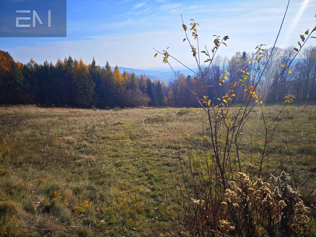 Działka budowlana na sprzedaż Lutcza  7 000m2 Foto 3