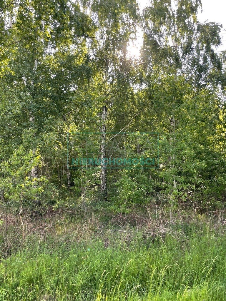 Działka 15 946 m² w Stare Budy z mediami i lasem Stare Budy  15 946m2 Foto 1