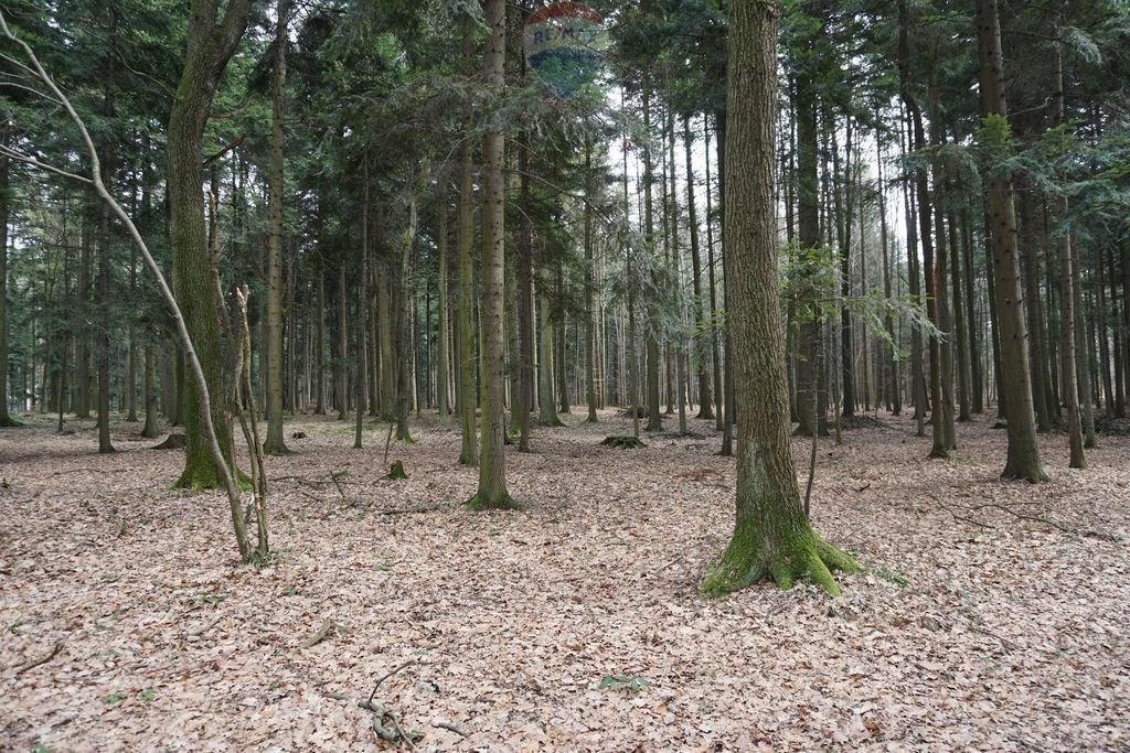 Działka leśna na sprzedaż Budzów  850m2 Foto 1