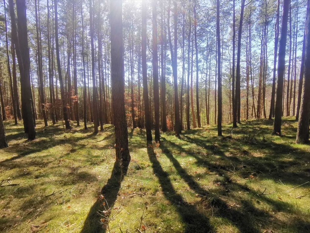 Na sprzedaż działka leśna 40 800 m² w Bytonii z malowniczym otoczeniem Zblewo, Bytonia  40 800m2 Foto 1