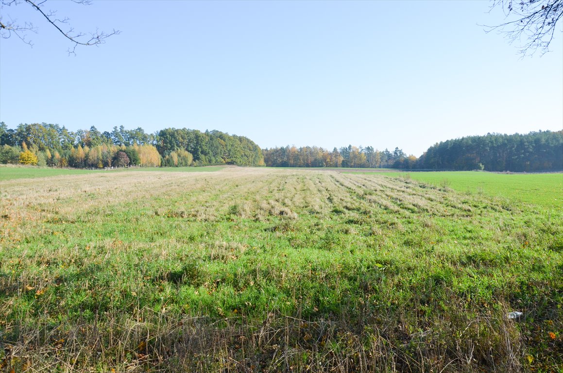 Działka siedliskowa na sprzedaż Borkowo  3 000m2 Foto 3