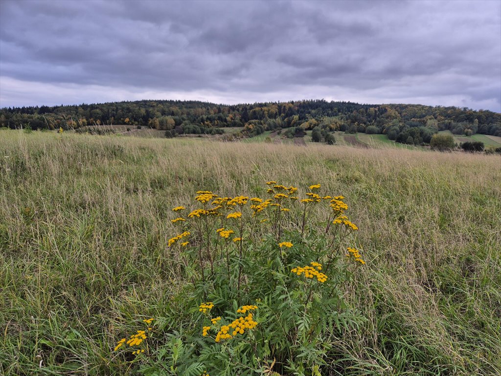 Działka rolna na sprzedaż Długie  1 910m2 Foto 14