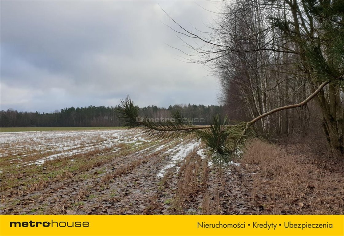 Działka leśna na sprzedaż Wojnów  14 500m2 Foto 5