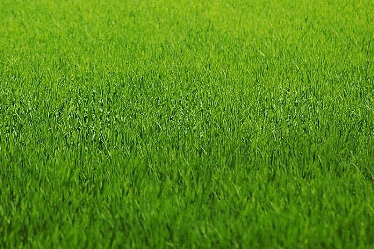 Działka budowlana na sprzedaż Białystok, Zawady 4 781m2 Foto 1 Działka budowlana na sprzedaż Białystok, Zawady 4 781m2 Foto 1