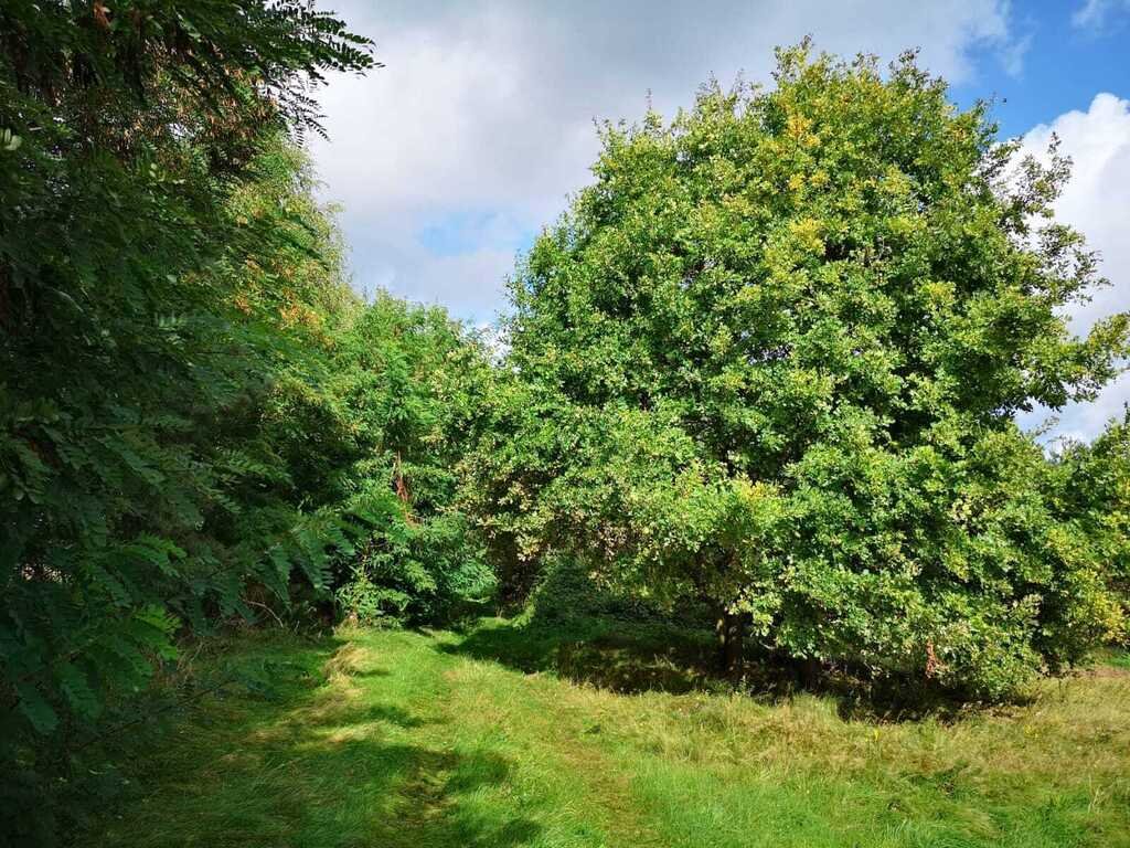 Działka pod zabudowę z decyzją na dom i gospodarkę Świeszewo  18 458m2 Foto 1