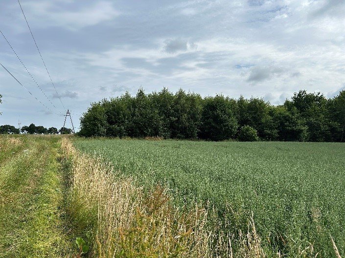 Działka rolna na sprzedaż Możdżanowo  700m2 Foto 2