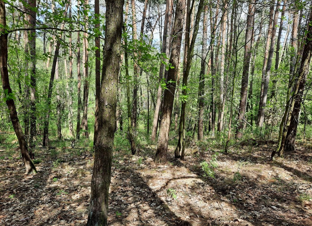 Działka leśna na sprzedaż Drewno  244 700m2 Foto 3