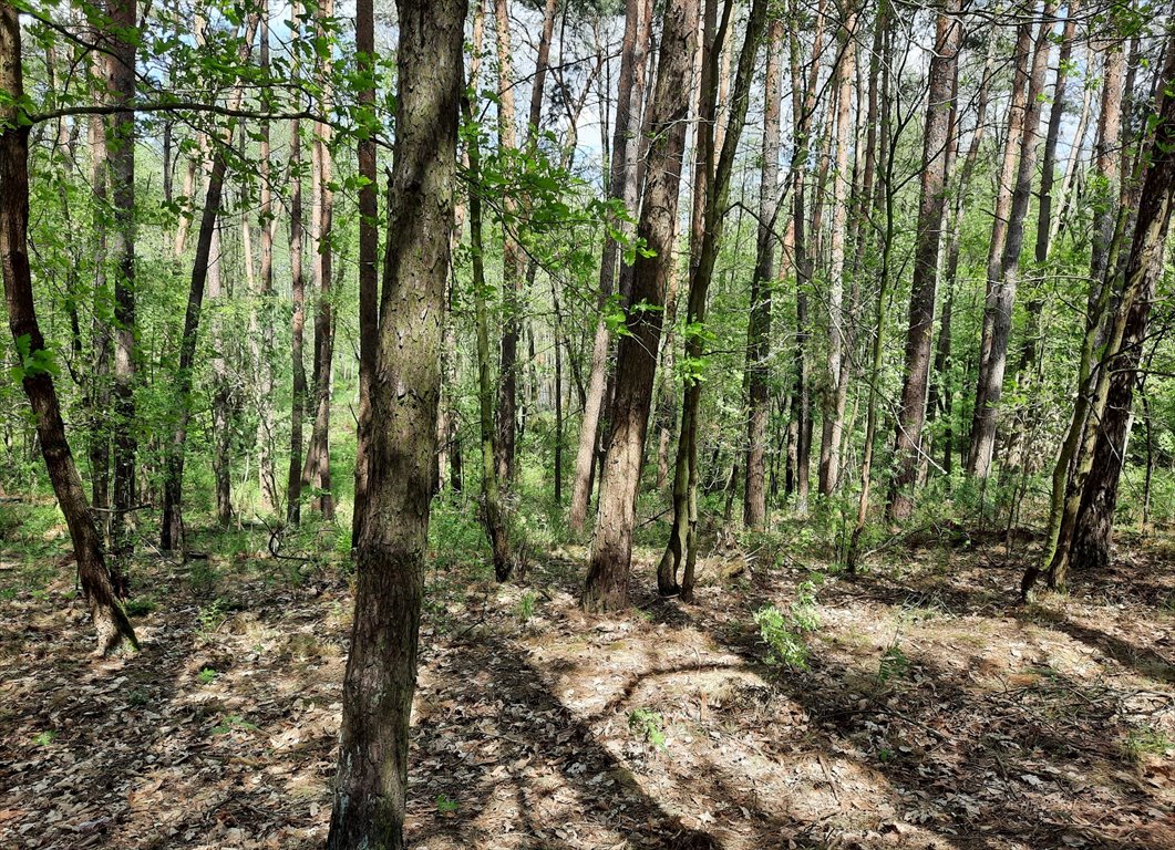 Działka leśna na sprzedaż Gąsawa  36 700m2 Foto 3